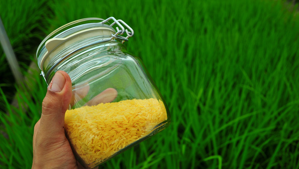 Asian-golden-rice-research-to-continue-despite-protests-